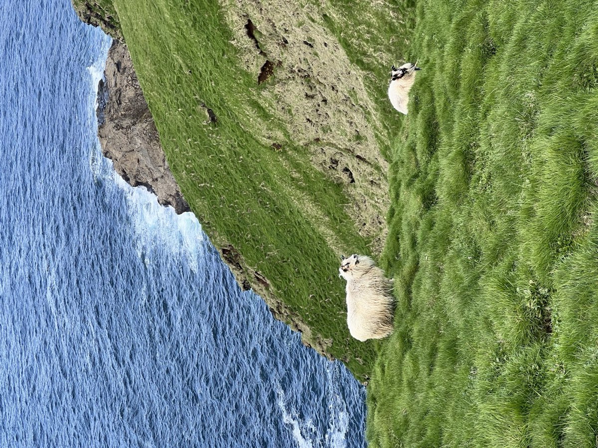 Two sheep grazing on a bright green clifftop high above the deep blue North Atlantic