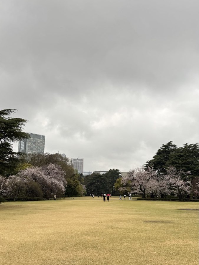 Cherry blossoms in bloom around a wide park lawn, Tokyo towers rising behind on an overcast day