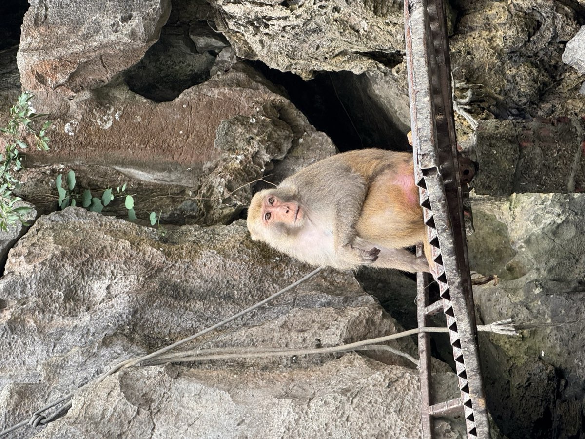 A macaque sitting on a rocky ledge beside an old iron stair, looking up at the camera